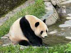 -卧龙中华大熊猫苑神树坪基地