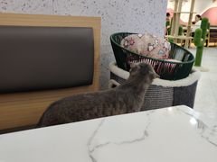 -喵园·猫主题咖啡厅·撸猫·猫咖(国贸店)