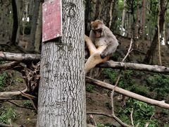 -黔灵山公园