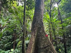 -中国科学院西双版纳热带植物园