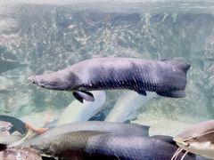 -太平洋海底世界