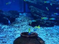 -海合安武汉极地海洋公园