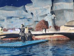 -海合安武汉极地海洋公园