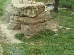 -上海野生动物园