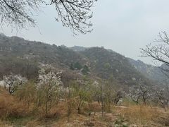 -大岭沟猕猴桃谷风景区