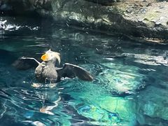 -大阪海游馆