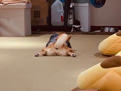 -逗柴咖啡屋·狗咖猫咖宠物桌游