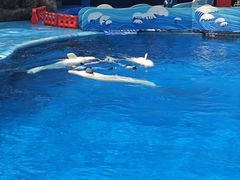 -海合安成都极地海洋公园