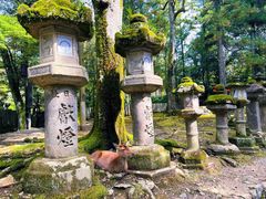 -奈良公园