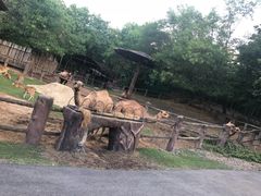 -清迈夜间动物园
