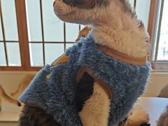 -Let's go狗咖·猫咖·奶狗·桌游(春熙路IFS店)