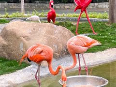 -灵玲国际马戏城