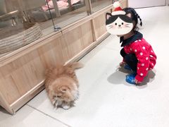 -藏猫猫咖啡主题馆(中央大道店)