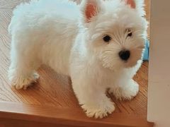 -翊宠yipet猫狗购宠庄园犬舍•猫舍