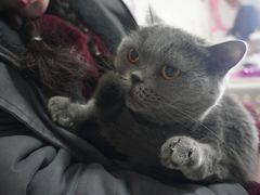 -我爱猫咪·猫咖·狗咖·安哥拉兔·羊驼咖(小寨华旗店)