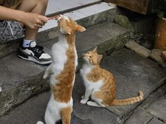 -安顺旧州古镇