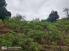 -金堂县云顶石城风景区