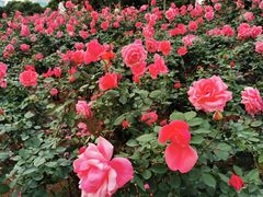 -香蜜公园