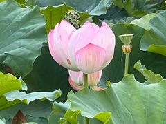 -陈家山荷花公园