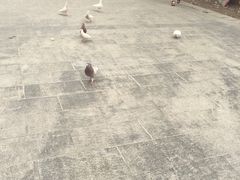 -松山湖梦幻百花洲