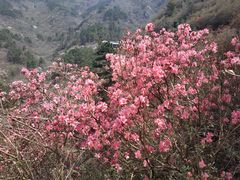 -木兰云雾山