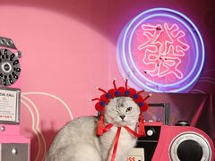 -超宠爱宠物摄影-Super pet