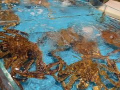 -食鼎记海鲜大排档(美食街店)