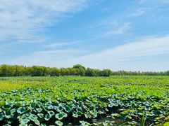 -泗洪洪泽湖湿地景区