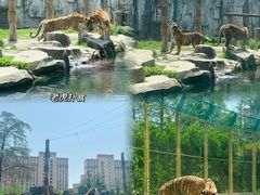 -上海野生动物园