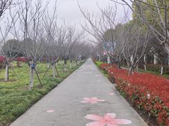 -高东镇樱花园