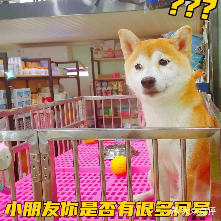 唯爱宠物找到你最爱的它