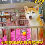 唯爱宠物找到你最爱的它