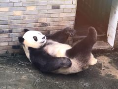 -都江堰中华大熊猫苑