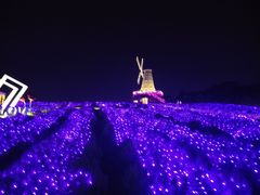 -大塘金香草谷