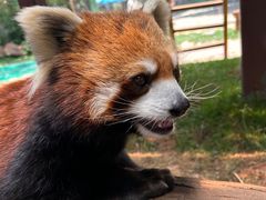 -云南野生动物园