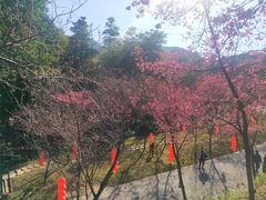-广州市帽峰山景区