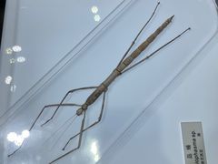 -上海昆虫博物馆