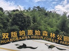 -西双版纳原始森林公园