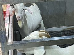 -上海大自然野生昆虫馆(东方明珠·爬宠昆虫探索中心)