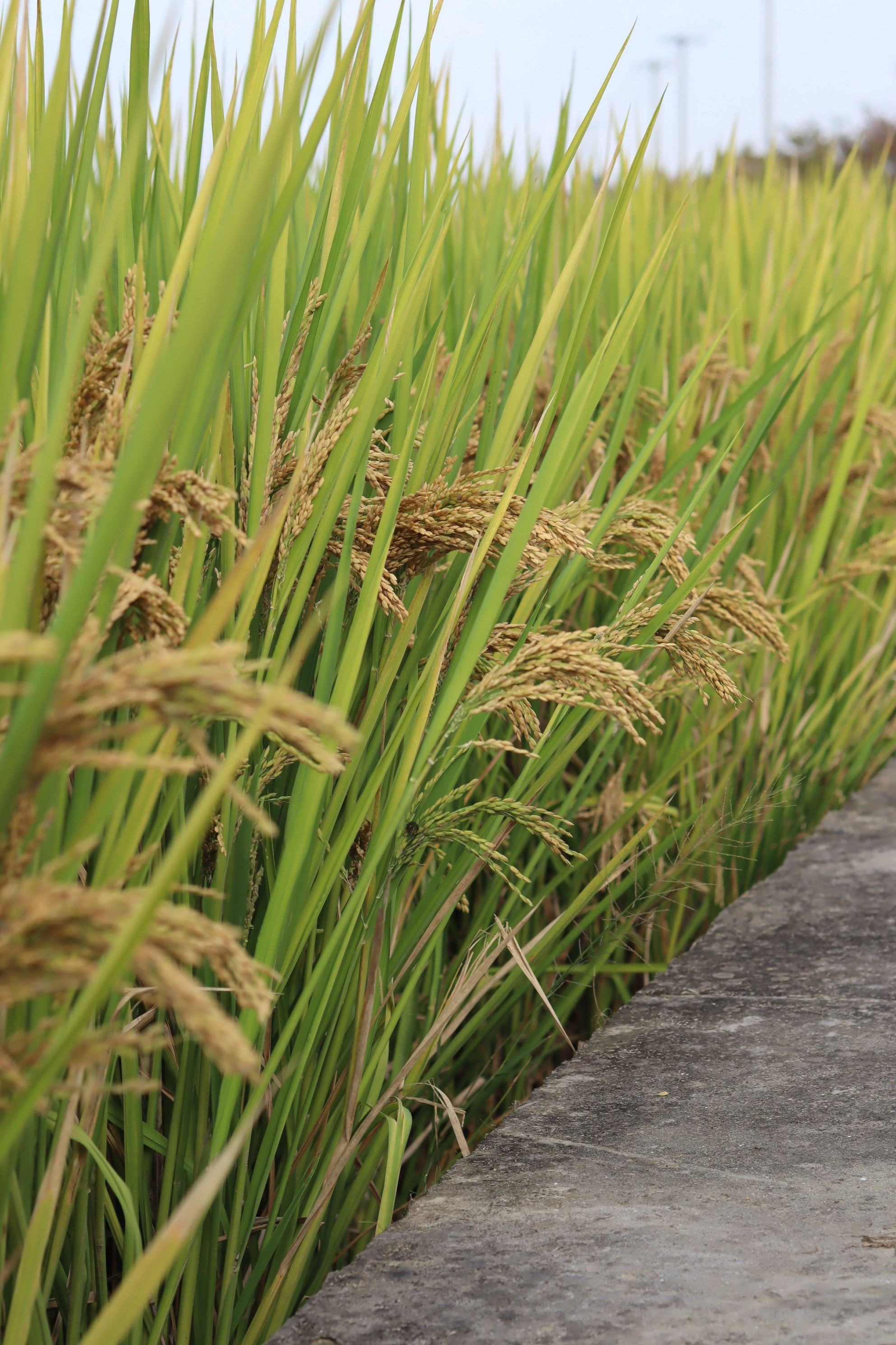 路过一片金黄稻田,让人不禁心旷神怡