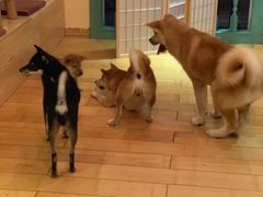 -喜柴咖啡·柴犬狗咖