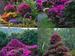 -莲花山公园