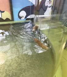 -七巧国萌宠乐园(龙湖天街店)
