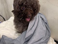 -宠物星动物医院·眼科·异宠·猫科(江南大道总院)