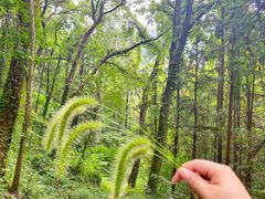 -素山寺森林公园