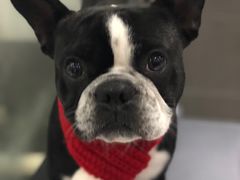 -Oh My Dog宠物沙龙(伊珊娜皮毛护理店)