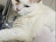 -康成宠物医院24H·CT·核磁共振