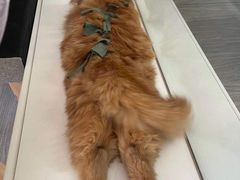 -纳吉亚猫专科动物医院(康都外科中心)