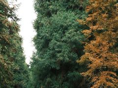 -山王坪喀斯特国家生态公园