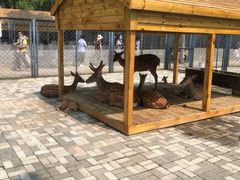 -长白岛森林公园